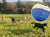 Dog day care offers Tesco vouchers to struggling families this summer
