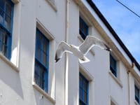 Authority issues warning to stop feeding seagulls after complaints
