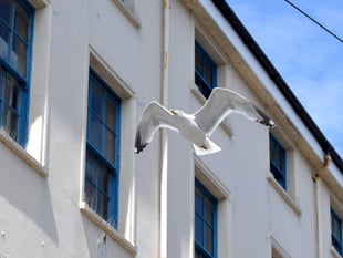 Authority issues warning to stop feeding seagulls after complaints