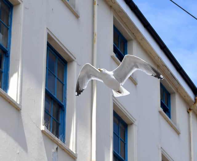 Authority issues warning to stop feeding seagulls after complaints