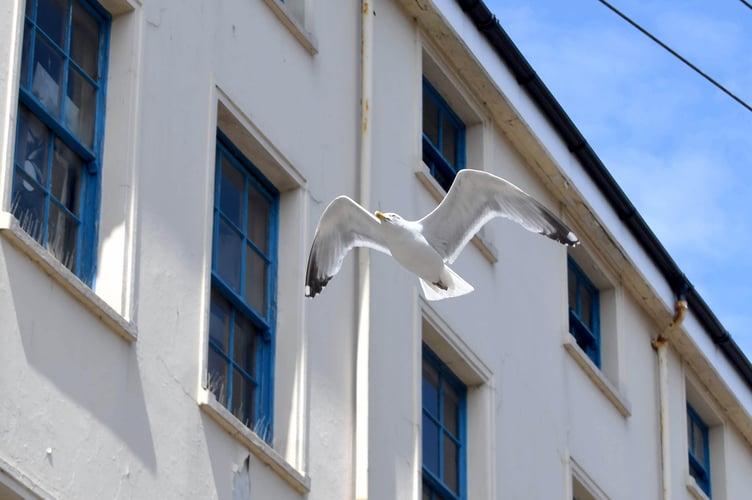 Marown Parish Commissioners have urged estate residents to stop feeding seagulls