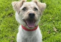 Reminder of the rules around dogs and beaches at this time of year