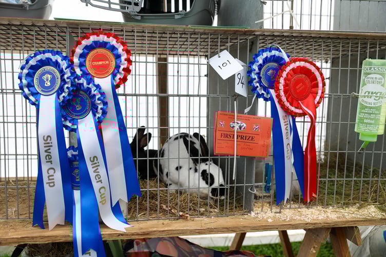 A bunny is awarded the Silver Cup