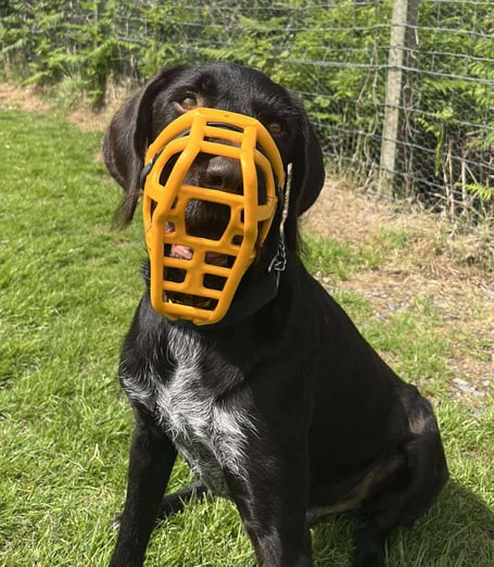 Dexter in his muzzle