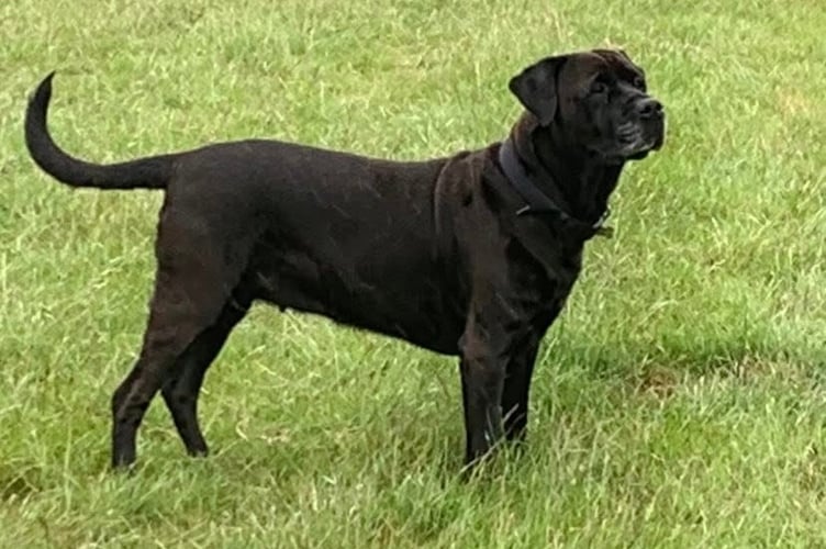 Gem the dog 