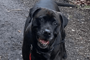 Gem the dog is now 'the most beautiful, loving girl' thanks to the work of Animals in Distress IOM