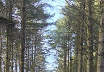 Archallagan Forest reopens following storm recovery efforts