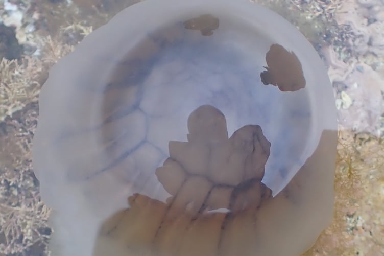 Blue jellyfish at Niarbyl