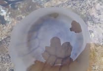 The jellyfish found off the Isle of Man coast - and how painful they can be