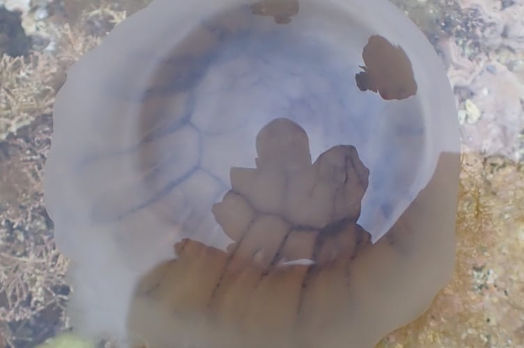 Blue jellyfish at Niarbyl