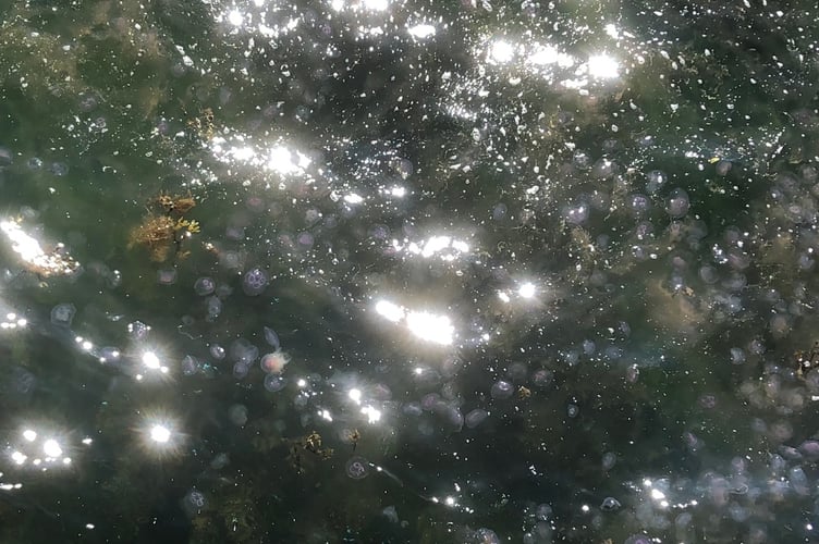 A swarm of moon jellyfish