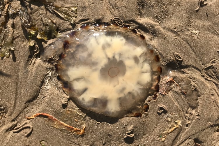 Compass jellyfish washed up at Ramsey