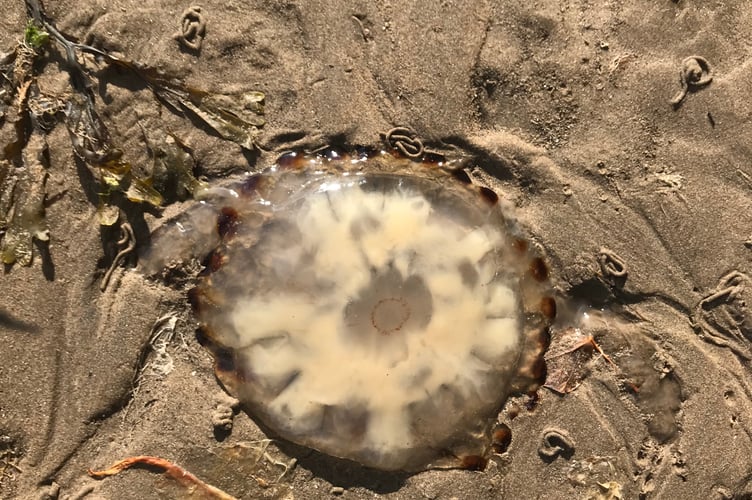 Compass jellyfish washed up at Ramsey