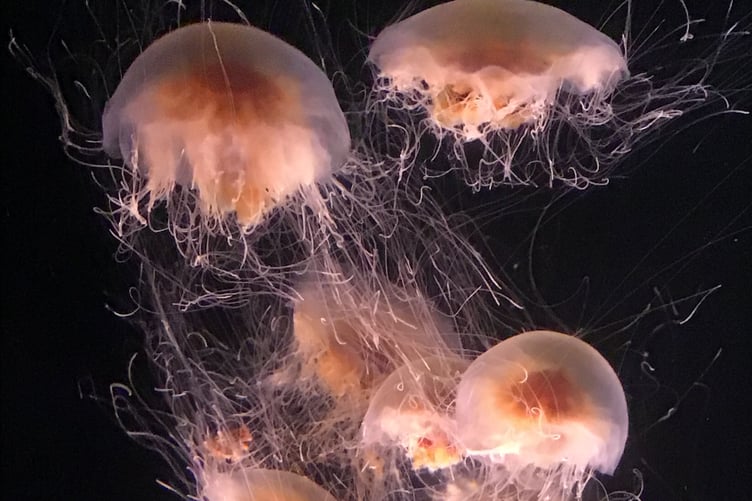 Lion's mane jellyfish
