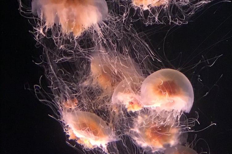 Lion's mane jellyfish