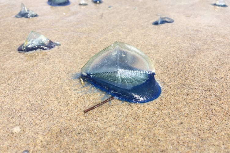 By-the-wind-sailor colonial jellyfish (not technically a jellyfish)