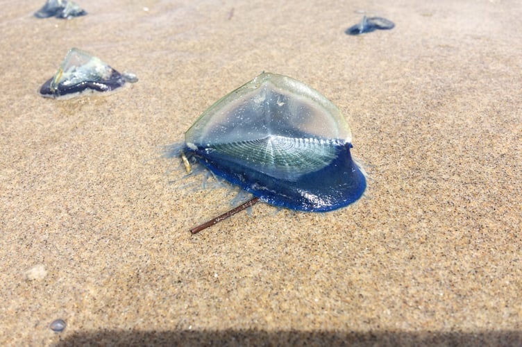 By-the-wind-sailor colonial jellyfish (not technically a jellyfish)
