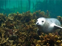 Protect Nature, Inspire Communities: Join Manx Wildlife Trust