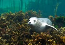 Protect Nature, Inspire Communities: Join Manx Wildlife Trust