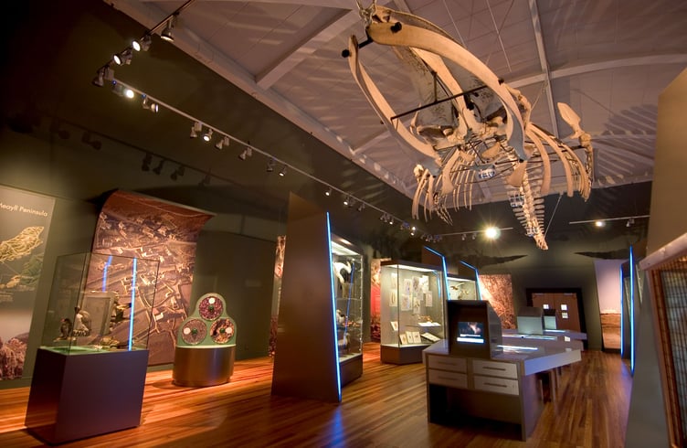 The Sei Whale on display at the Manx Museum