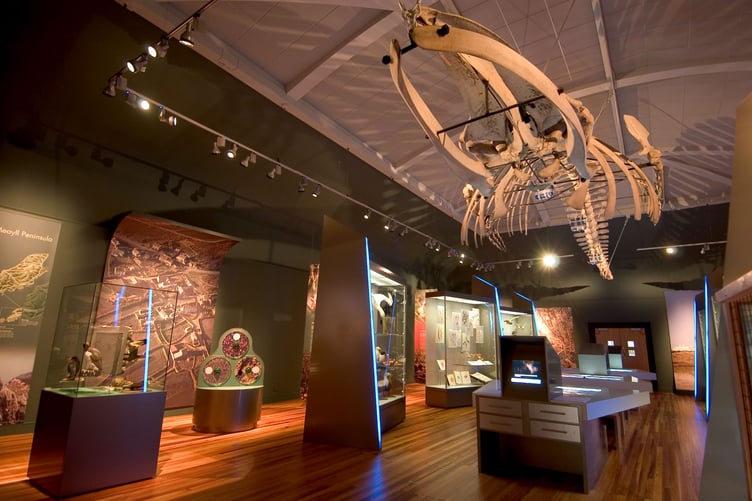The Sei Whale on display at the Manx Museum