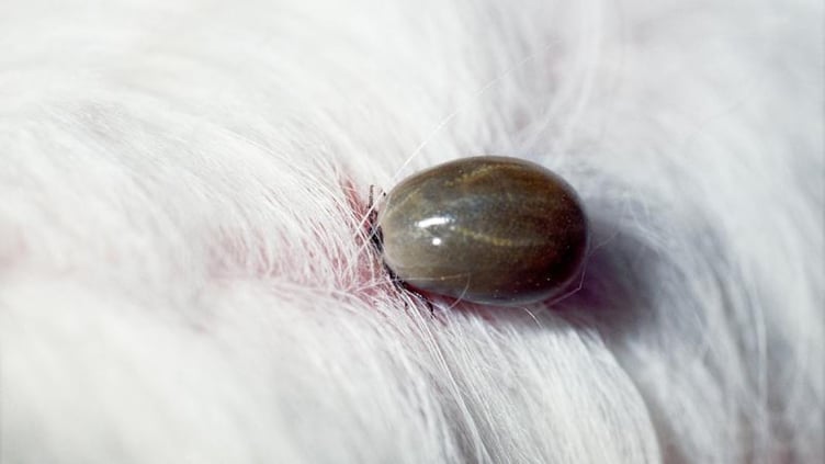 An engorged tick on a dog