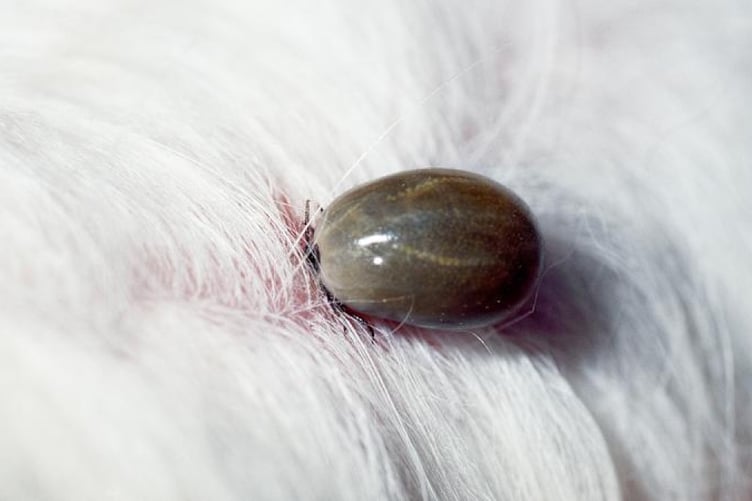 An engorged tick on a dog