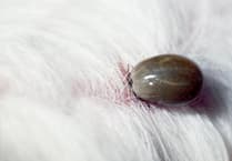 Ticks, Timberlake and the truth about Lyme disease