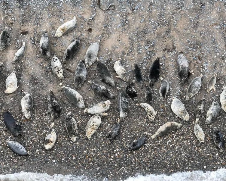Seals on the Manx coast taken by drone
