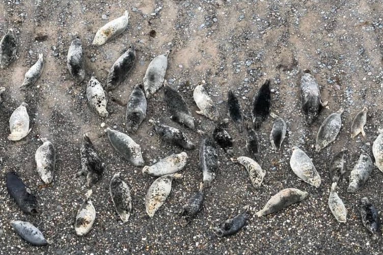 Seals on the Manx coast taken by drone