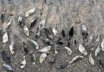 New Isle of Man seal survey launched using drone technology