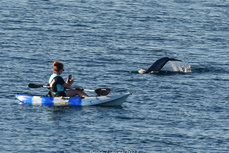 A kayaker has a close encounter with a dolphin off the Manx coast