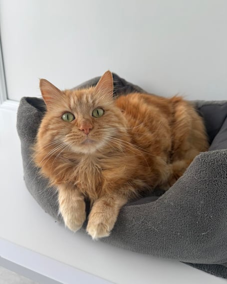 Ginger girl Clementine is currently looking for a new home
