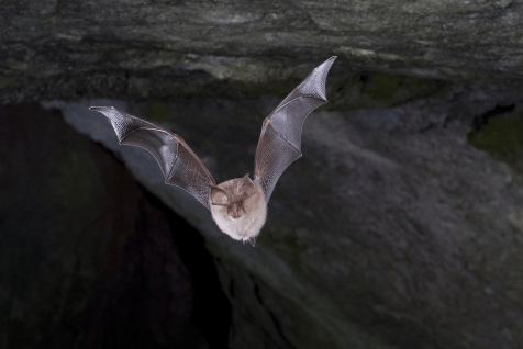 Lesser horseshoe bat in full flight