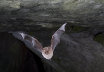 Talk on rare species of bat found on the Isle of Man