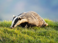 Jeremy Clarkson faces bTB losses as debate on badger culling rekindles