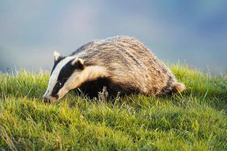 Badger