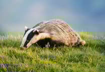 Clarkson faces bovine tuberculosis losses as debate on badger culling rekindles