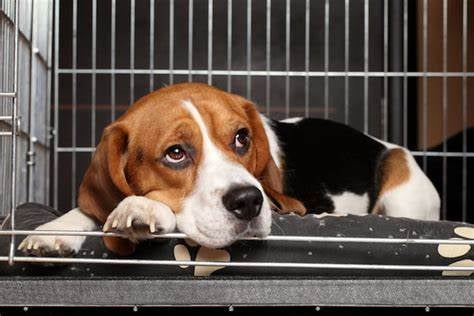 Beagle in a crate