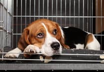 MSPCA column: Managing dog separation anxiety as schools reopen