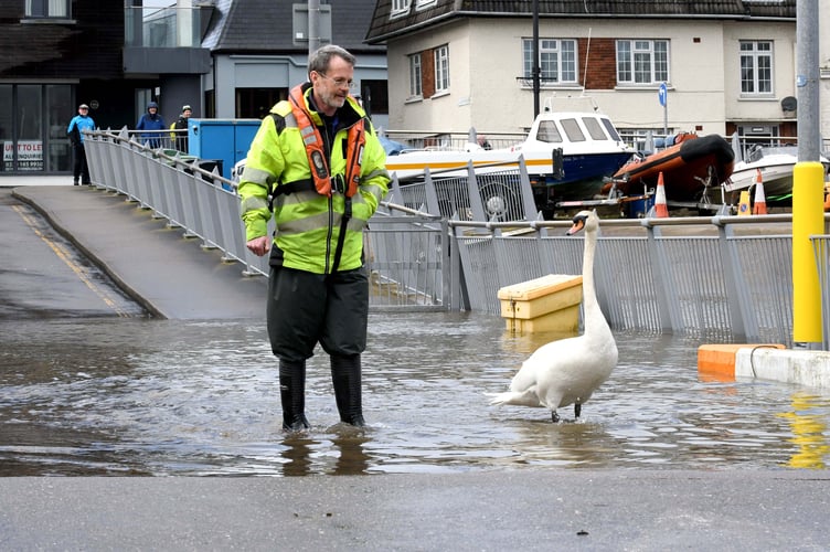 Craig Whalley of Isle of Man Harbours shepherds a swan to safety during a previous overtopping high spring tide at the Tongue in Douglas harbour