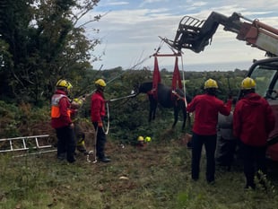 ‘Great team effort all round’ as stuck pony craned from deep ditch