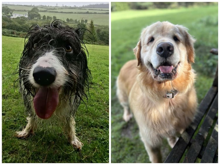 Rhubarb and Teddy are available for adoption for the MSPCA