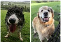 MSCPA column: Tips for caring for an elderly pet