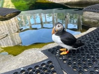 Puffin rescued from Isle of Man beach dies after sudden illness