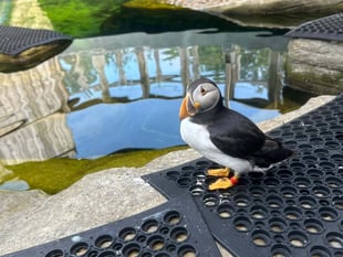Puffin rescued from Isle of Man beach dies after sudden illness