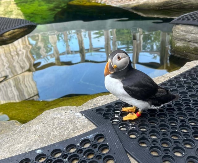 Puffin rescued from Isle of Man beach dies after sudden illness