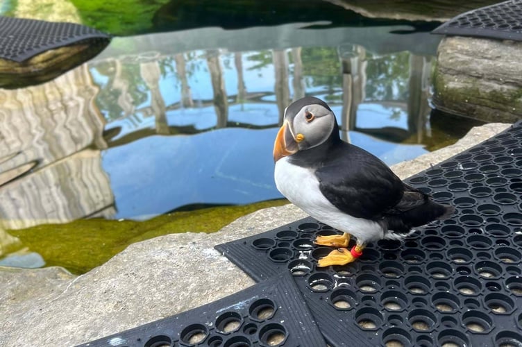 Cliff the puffin who was rescued from Douglas beach has sadly died at a sanctuary in Cornwall