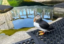 Upset as 'one of a kind' puffin rescued from beach dies after sudden illness