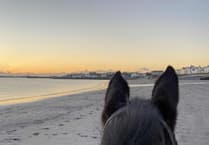 Outbreak of contagious strangles confirmed in the Isle of Man